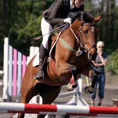 Hollandsk Sportspony - Loyce <3