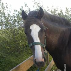 DSP Rødtjørns Indira. (solgt)