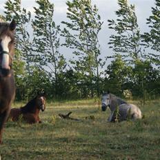 DSP Rødtjørns Indira. (solgt)
