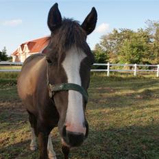 DSP Rødtjørns Indira. (solgt)