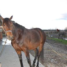 Dansk Varmblod mirador