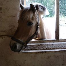 Fjordhest Bamse *RIP*