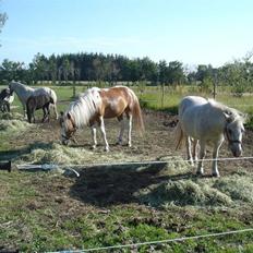Anden særlig race Peter plys
