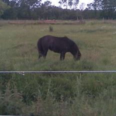 Anden særlig race Mille *SOLGT*