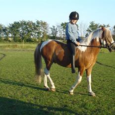 Pinto Apple Jack ALT!<3