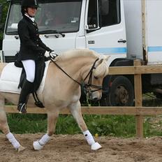 Fjordhest Odin Kaptain † R.I.P †