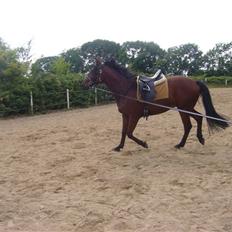 Oldenborg / fuldblod Cadiz <3
