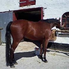 Oldenborg / fuldblod Cadiz <3