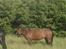 New Forest Fnuggi