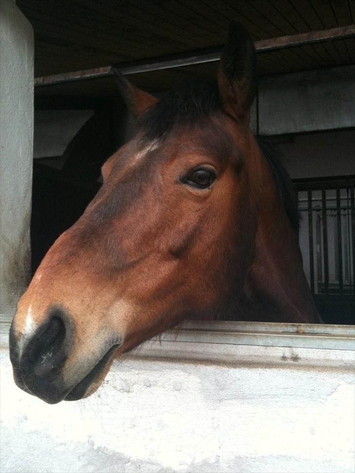 Irsk Sportspony Clover Island - 1) Velkommen til Clover Islands profil:) Clover i stalden, samme dag som han havde været hos dyrelægen, hvor vi fik at vide at han havde brækket hovbenet:( FOTO: mig<333 billede 1