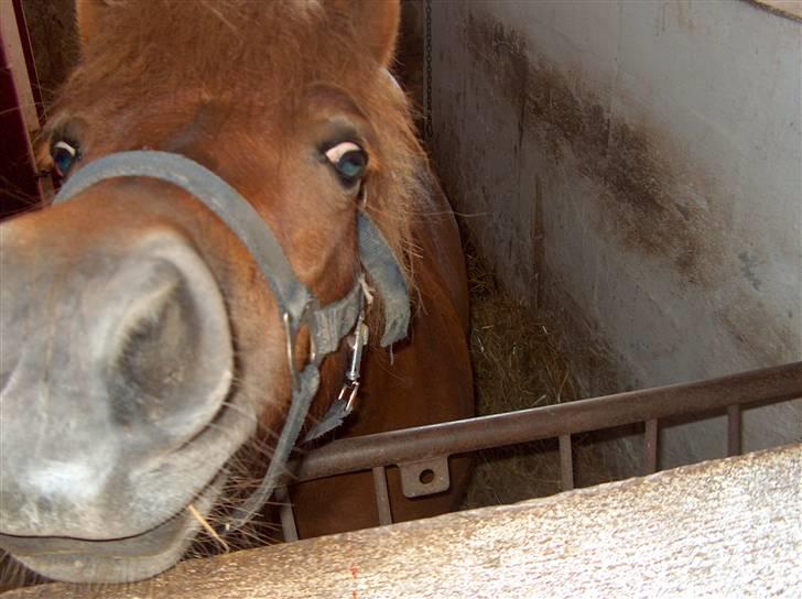 Shetlænder trille - jeg er så sød billede 1