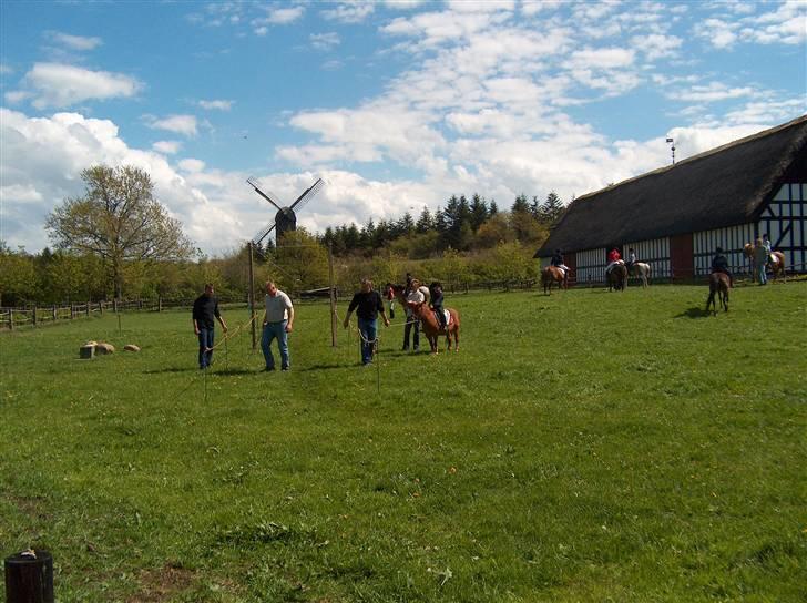 Shetlænder trille - til ringride  billede 3