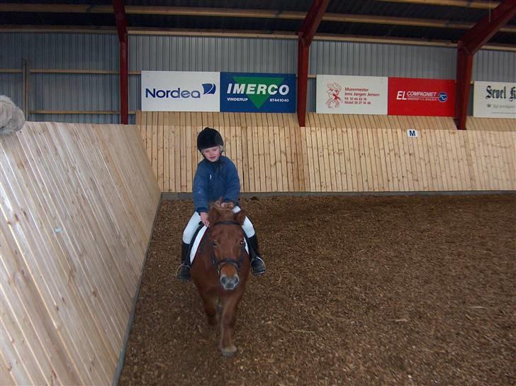 Shetlænder trille - du er så god billede 4