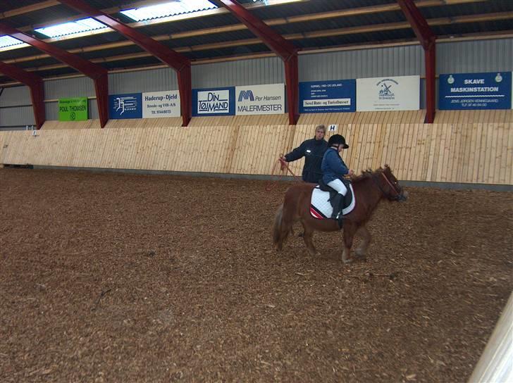 Shetlænder trille - til et lille stævne billede 5