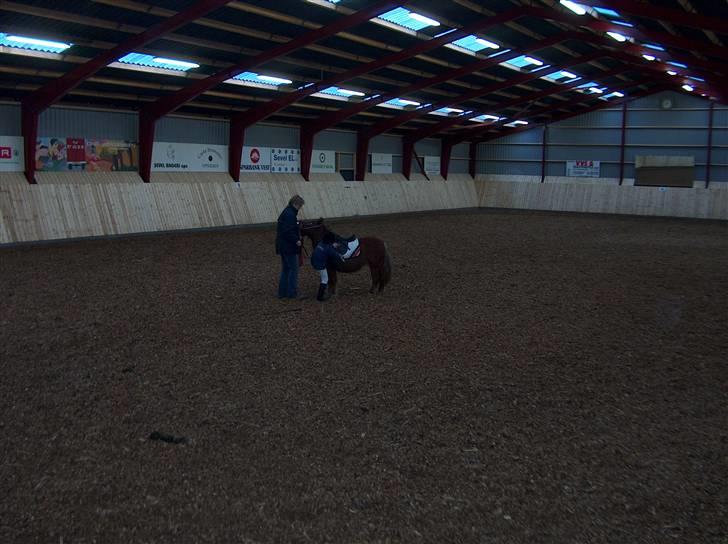 Shetlænder trille - vi fik en 1.plads  billede 6