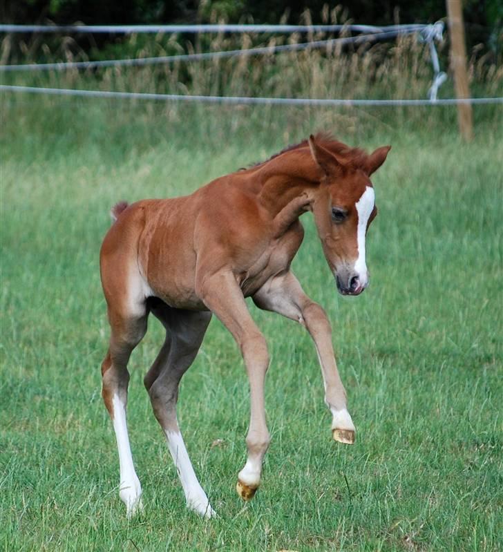 Sportsaraber (A) Fakhir E'jaaz SOLGT billede 9