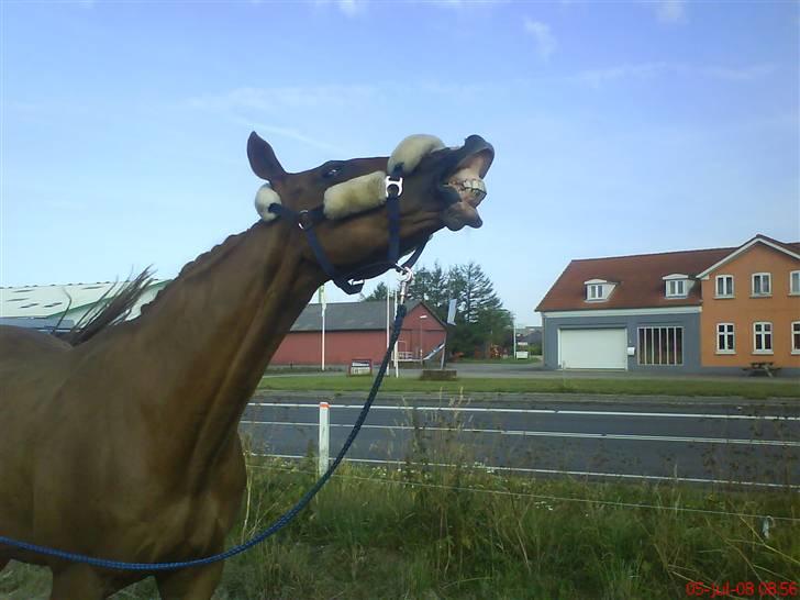 Hannoveraner Lugano Wonder*Aflivet* - Stævne i TBR. Foto: Jeanette billede 20