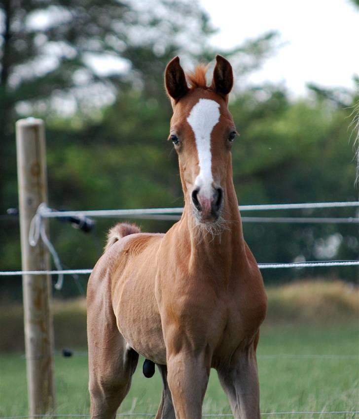 Sportsaraber (A) Fakhir E'jaaz SOLGT billede 10