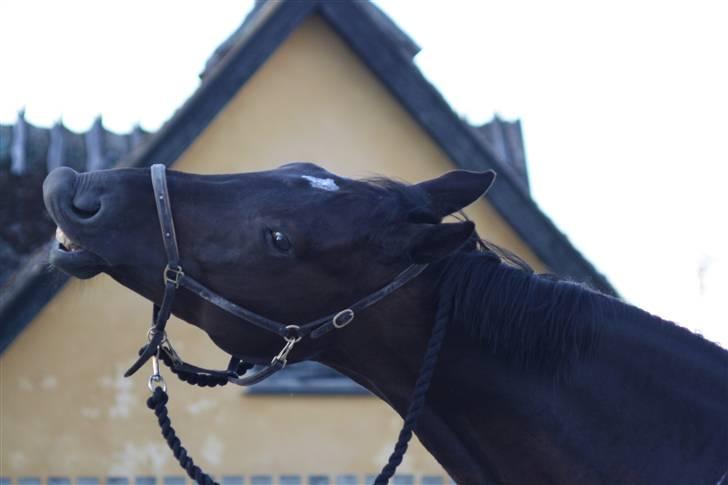 Dansk Varmblod Møgelbjerg's Santana - Smile på komando ! =D billede 12