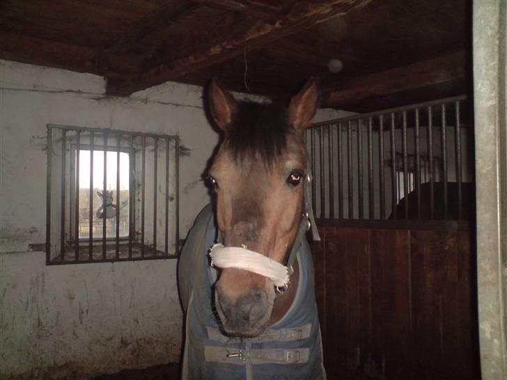 New Forest Fnuggi billede 4