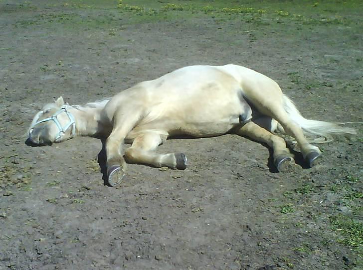 Islænder Lysingur - En død hest, selv underlæben hænger XD billede 4