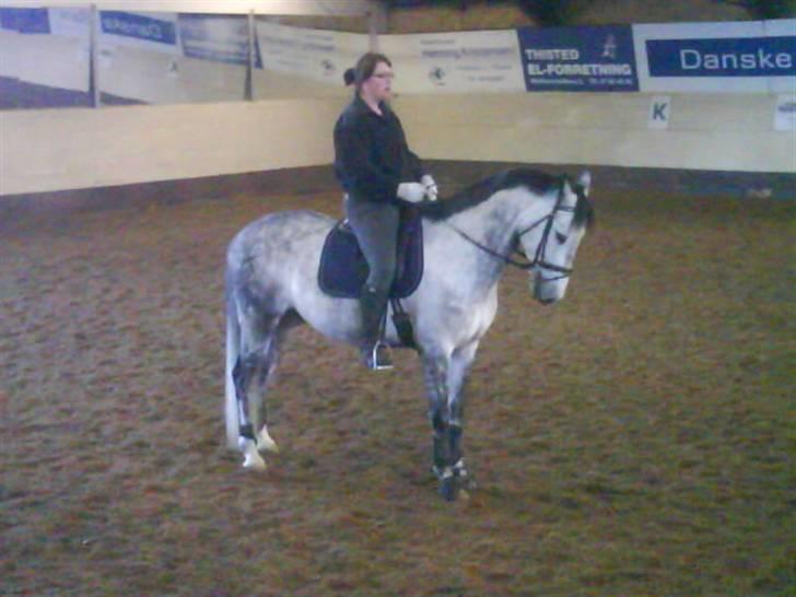 Dansk Varmblod Chato Carem *SOLGT* billede 20