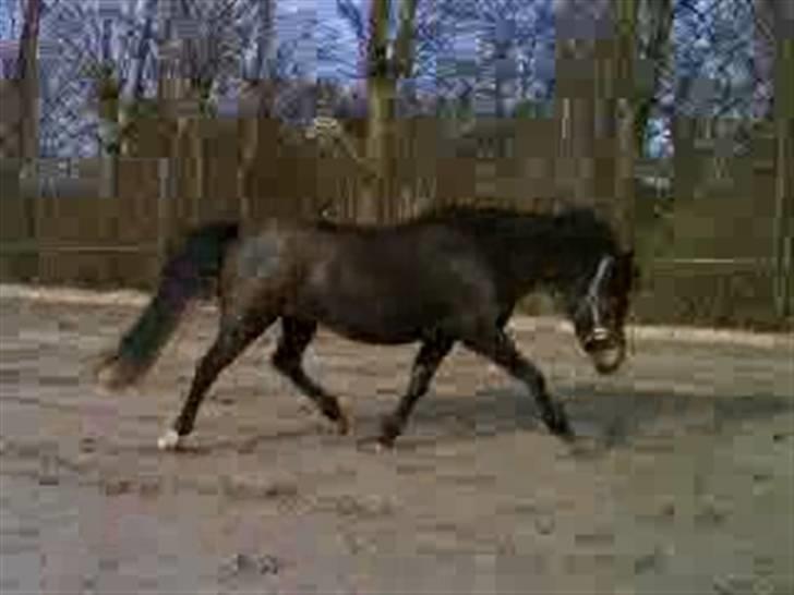 New Forest Elmholts Lady<3 - 18) Hold da op en lækker trav den pony har?!<3 billede 18