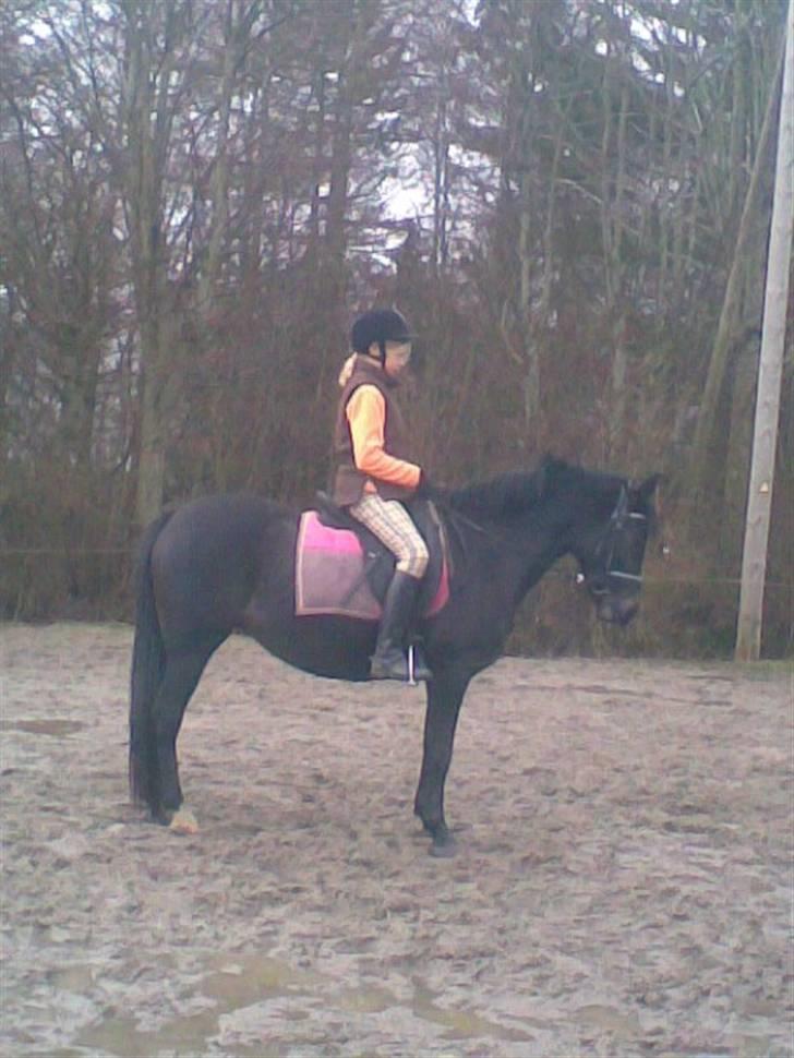 New Forest Elmholts Lady<3 - 19) I vinters, hurtig parade!;)<3 billede 19