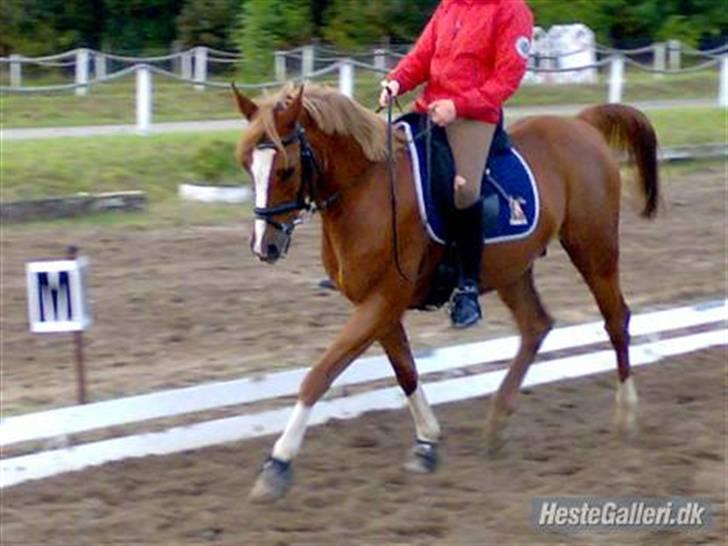 Hollandsk Sportspony Niksnut<3 (SOLGT) billede 9