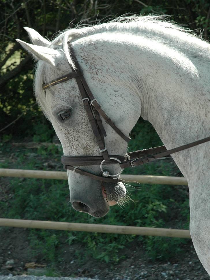 Arabisk fuldblod (OX) Shaheen Aziz *Solgt* - Basse(: Foto: Mor. billede 1