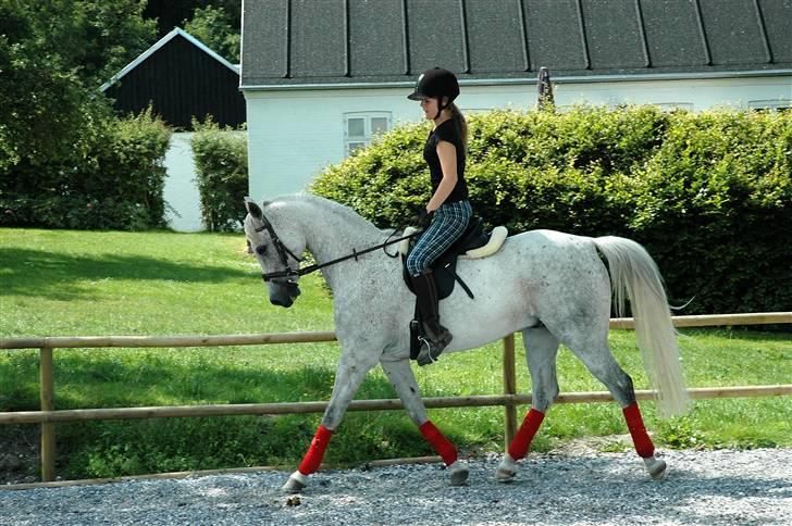 Arabisk fuldblod (OX) Shaheen Aziz *Solgt* - Trav. Foto: Mor. billede 2