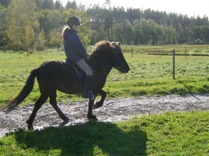 Islænder Móska frá Nylund - Træning. Okt 08. Tölt. Foto: Camilla. MÅ IKKE KOPIERES! billede 2