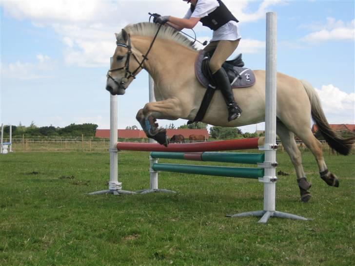 Fjordhest Haldans Jakob - Spring træning juli 2008 billede 16