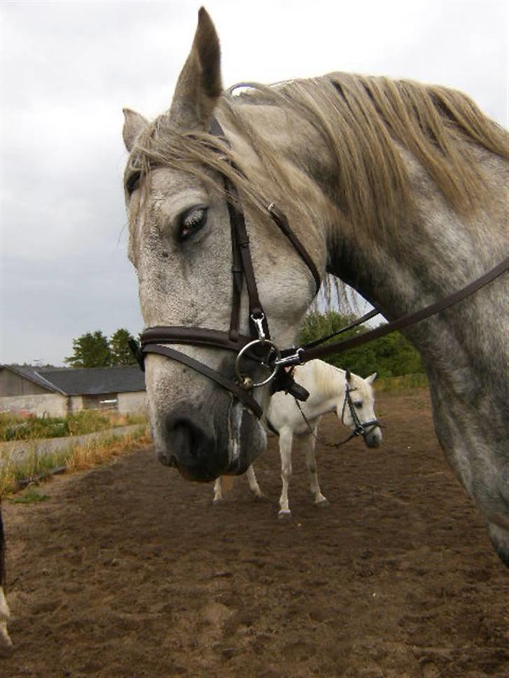 Cruzado Tira - Ude og ride i regnvejr :) billede 1