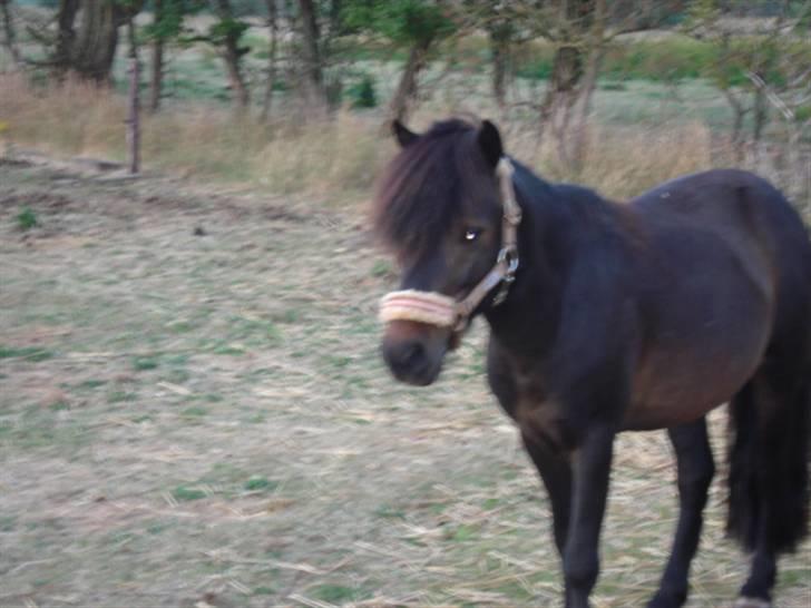 Anden særlig race Samson R.I.P - Han er bare så sød billede 6