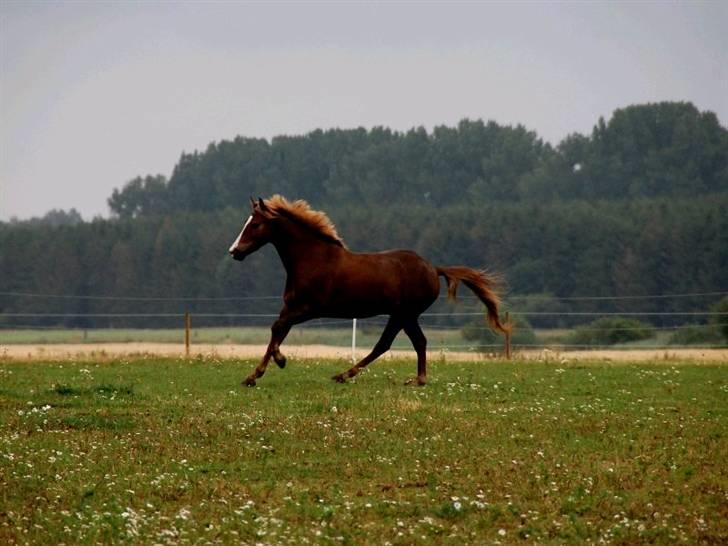 DSP Niklas af Idskov - Vild hesten!<3 billede 8