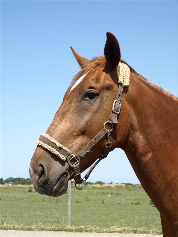 Oldenborg Ensock af Dybendal billede 10