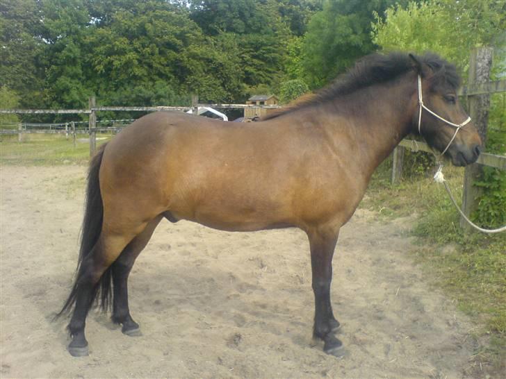 Islænder Jarpur - Velkommen til Jarpur´s Profil :´) billede 1