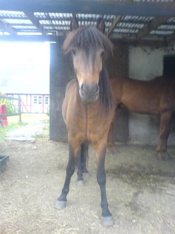 Islænder Jarpur - Øhh.. hvordan er det lige du står? :´) hehe  billede 2