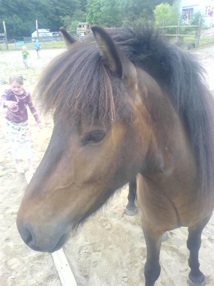 Islænder Jarpur billede 3