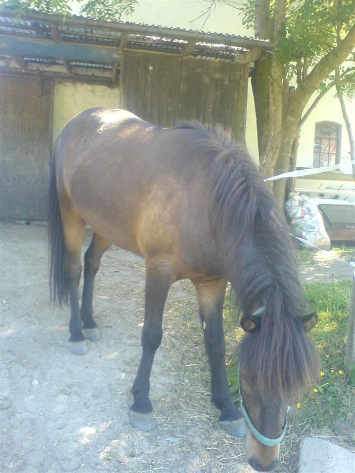 Islænder Jarpur billede 4