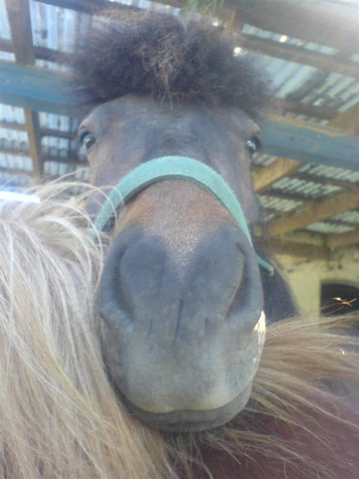 Islænder Jarpur - Jeg hviler mig lige op af Drott =) billede 5