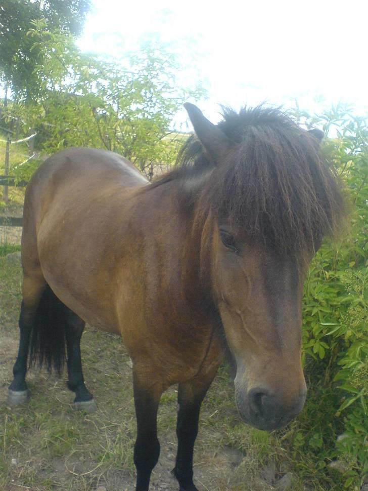 Islænder Jarpur billede 6