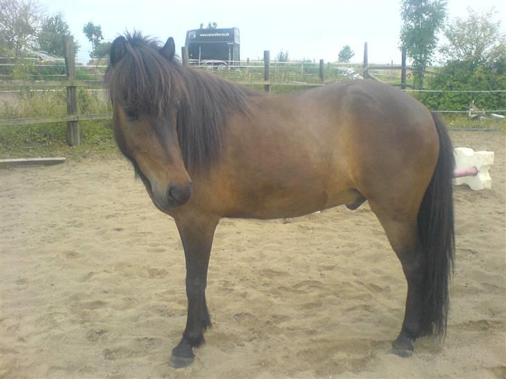 Islænder Jarpur billede 7