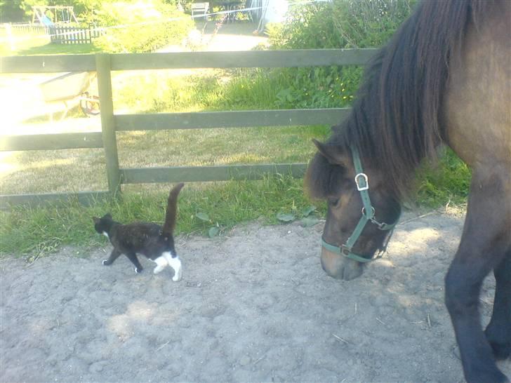 Islænder Jarpur - kan du så komme væk kat!   hehe :)  billede 8