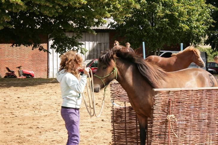 Islænder Jarpur billede 9