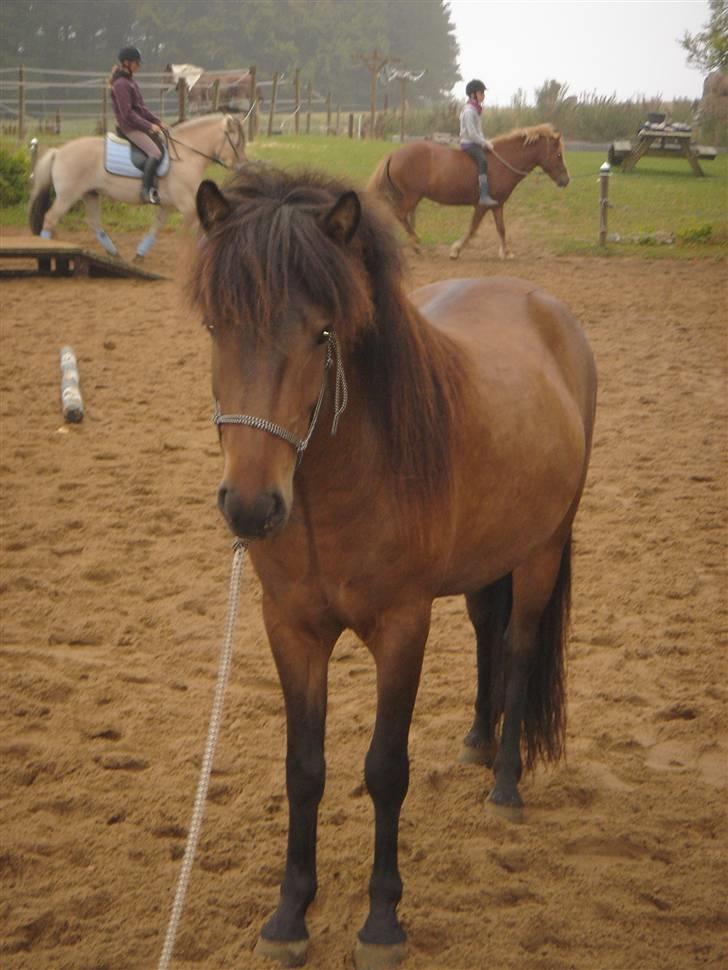 Islænder Jarpur billede 10