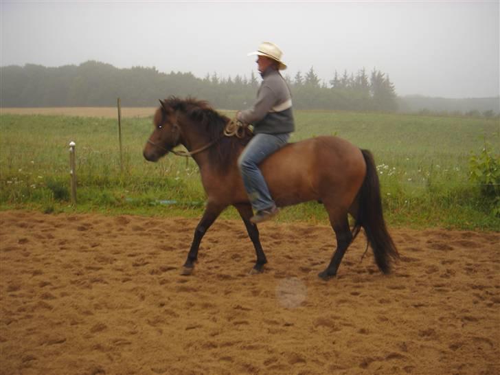 Islænder Jarpur billede 11