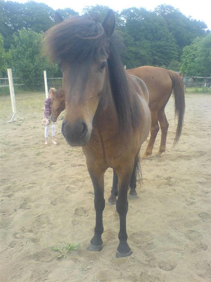 Islænder Jarpur billede 12