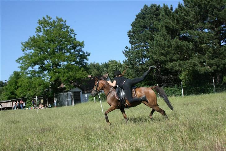 Anden særlig race Nanuk - træning d. 02-07-2008 | Lidt keglet, men hun er sød<33 billede 14